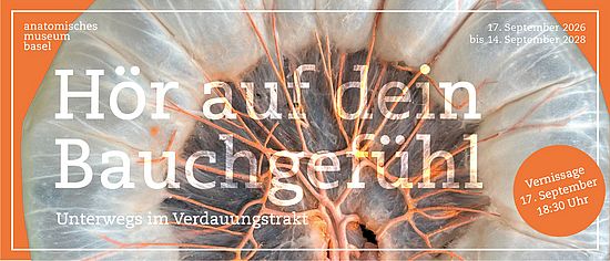 bauch